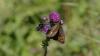 Erebia ligea